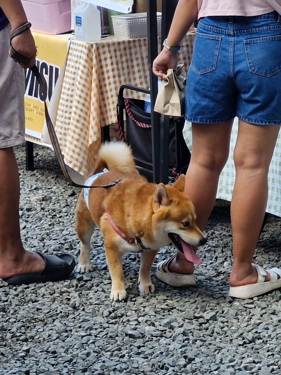 Shiba Inu at the market
